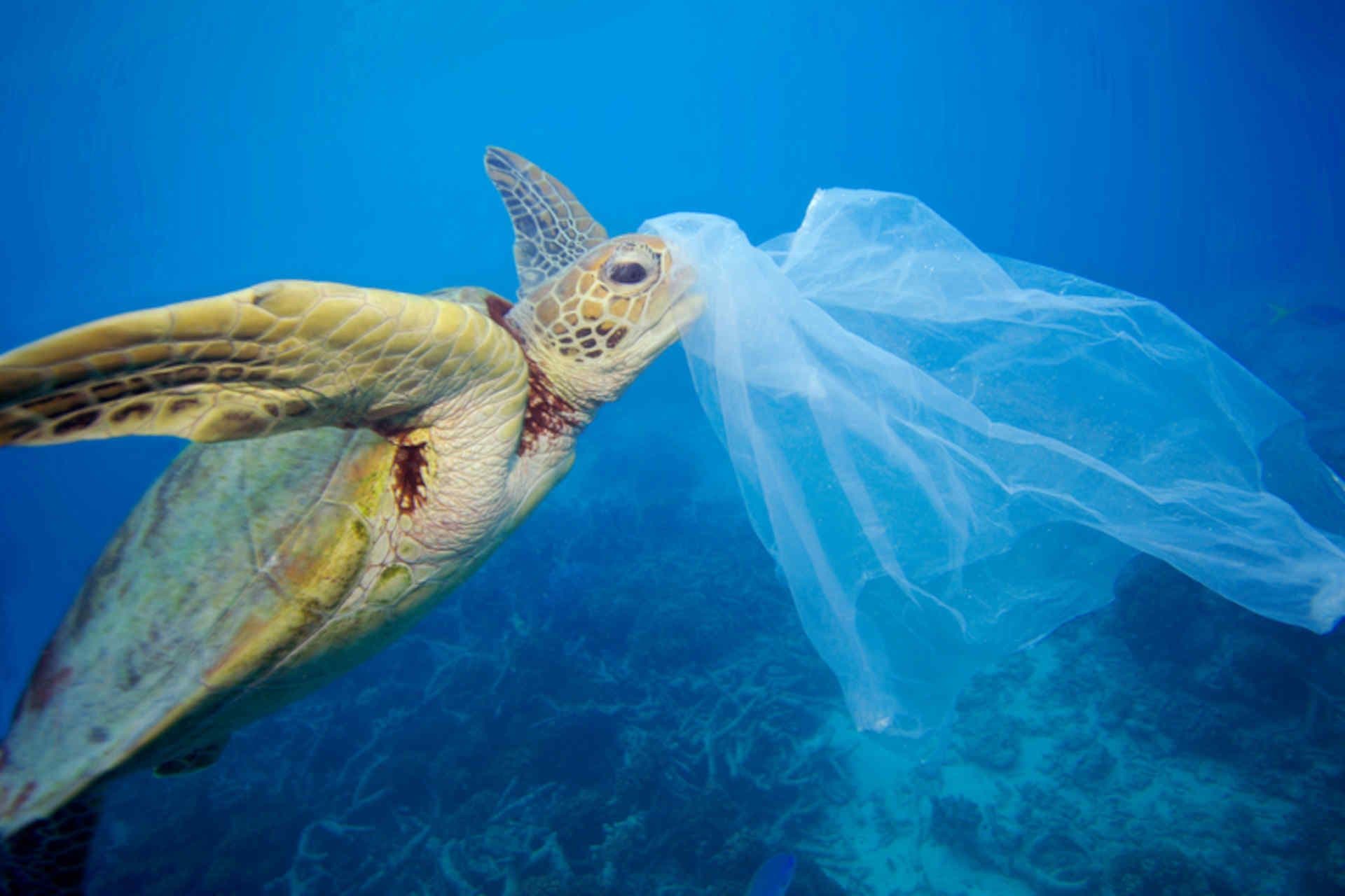 Oceani consumati